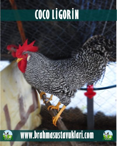 Coco Ligorin Kuluçkalık Yumurta