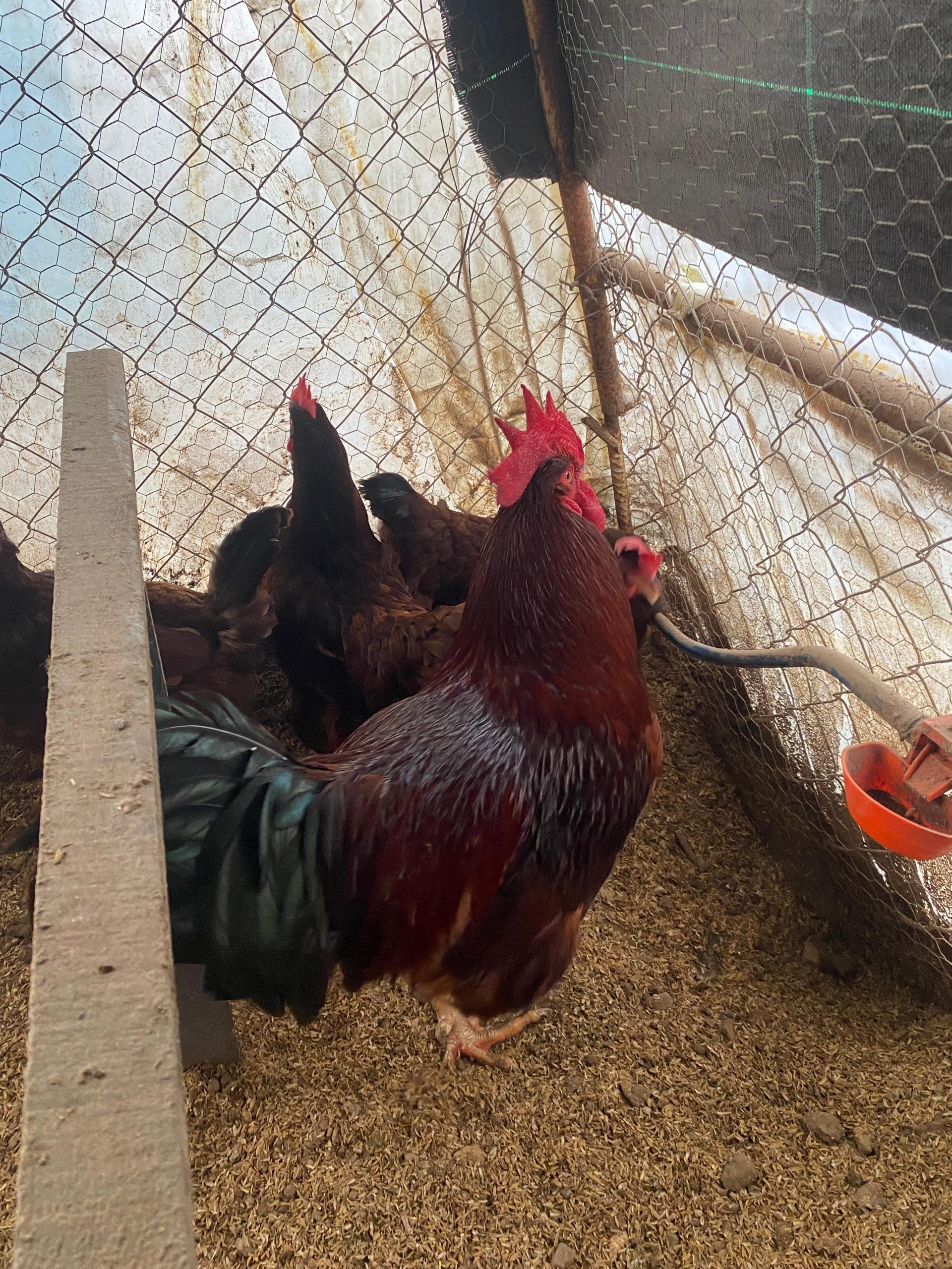 Rhode İsland Red Kuluçkalık Yumurta