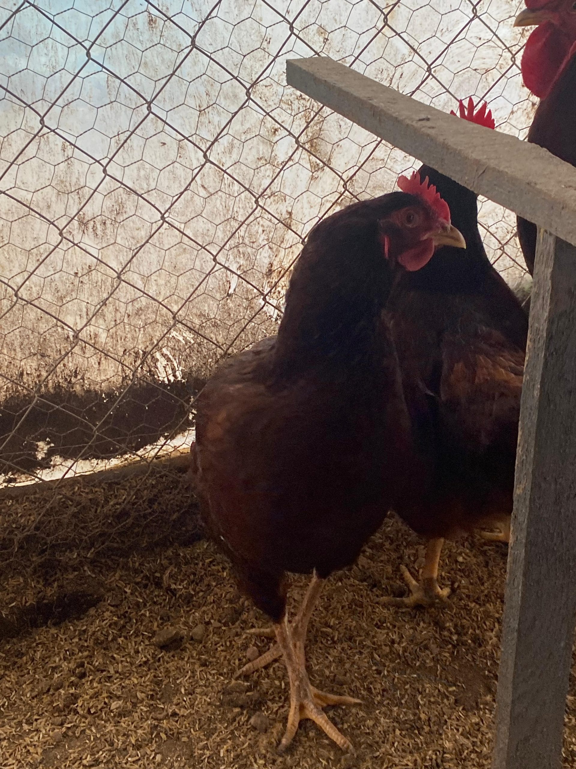 Rhode İsland Red Kuluçkalık Yumurta