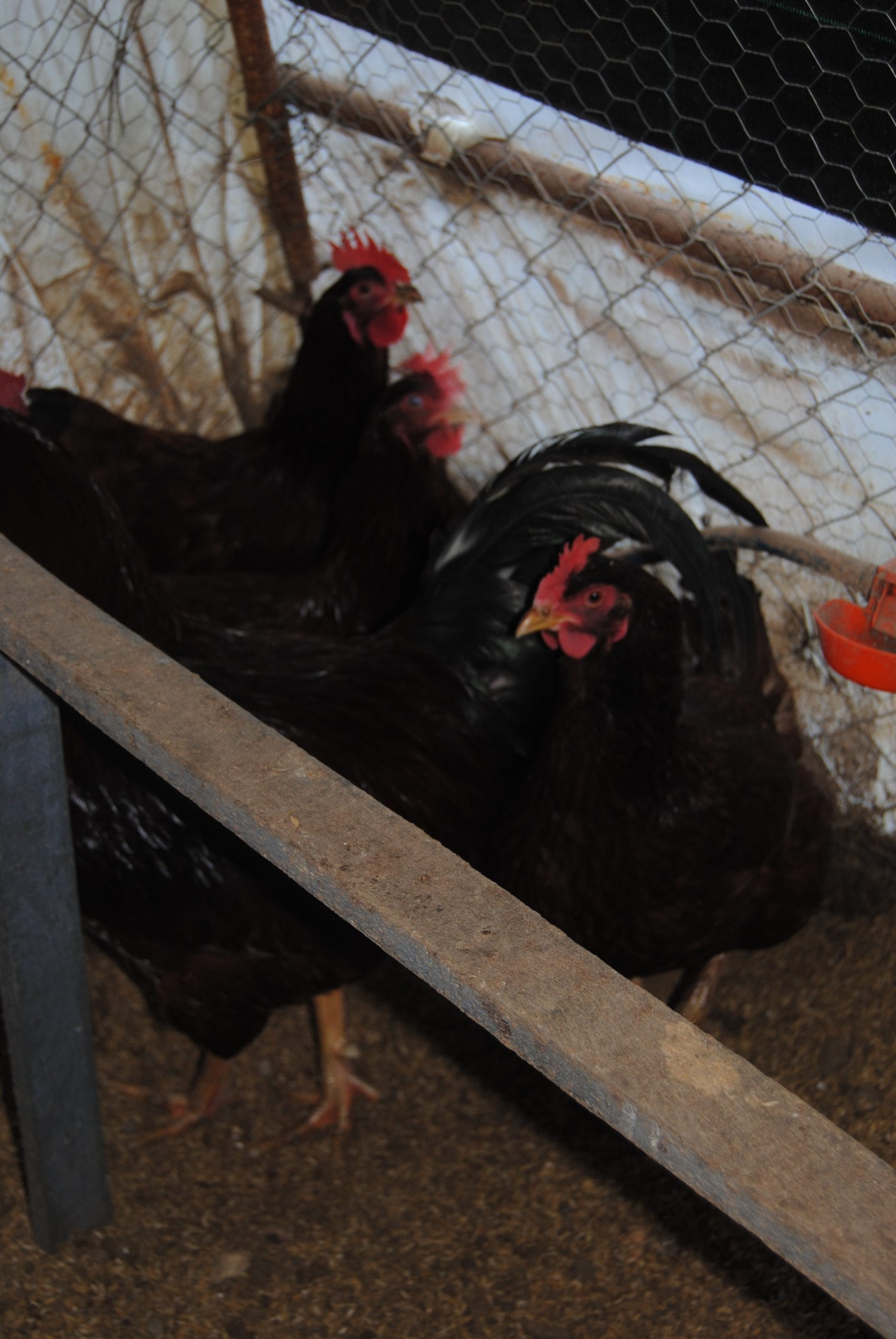 Rhode İsland Red Kuluçkalık Yumurta