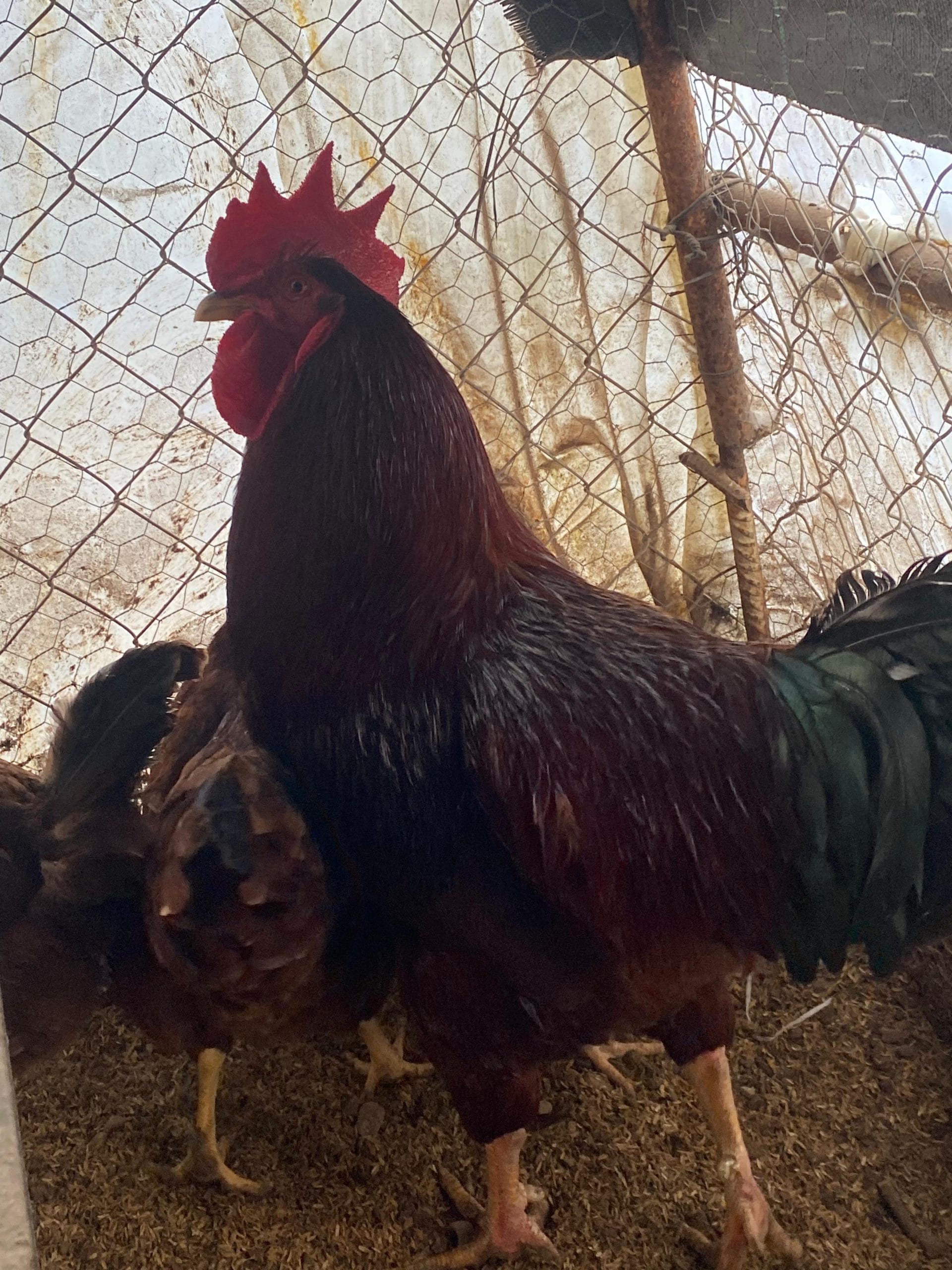 Rhode İsland Red Kuluçkalık Yumurta