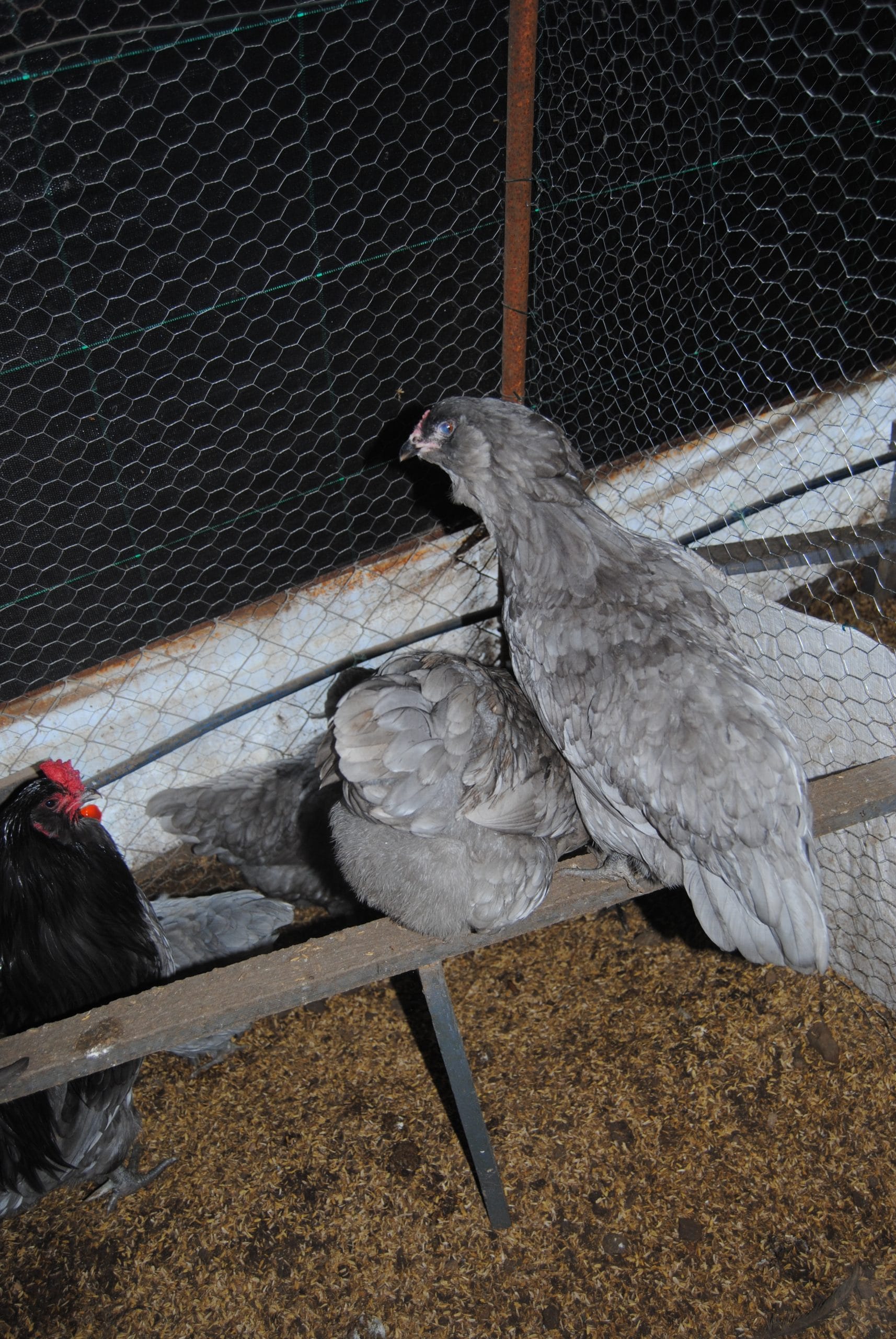 Blue Ameraucana Kuluçkalık Yumurta