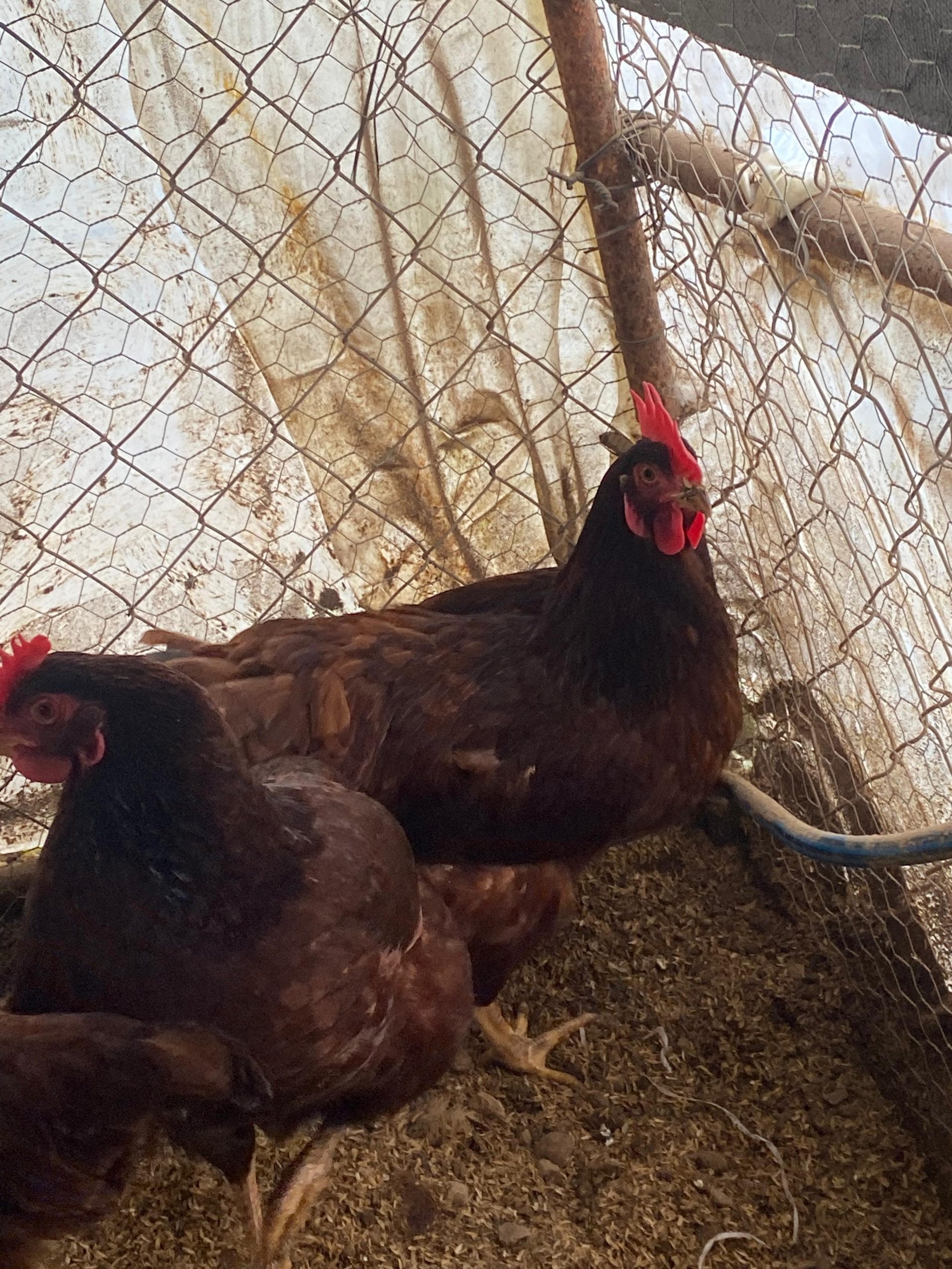 Rhode İsland Red Kuluçkalık Yumurta