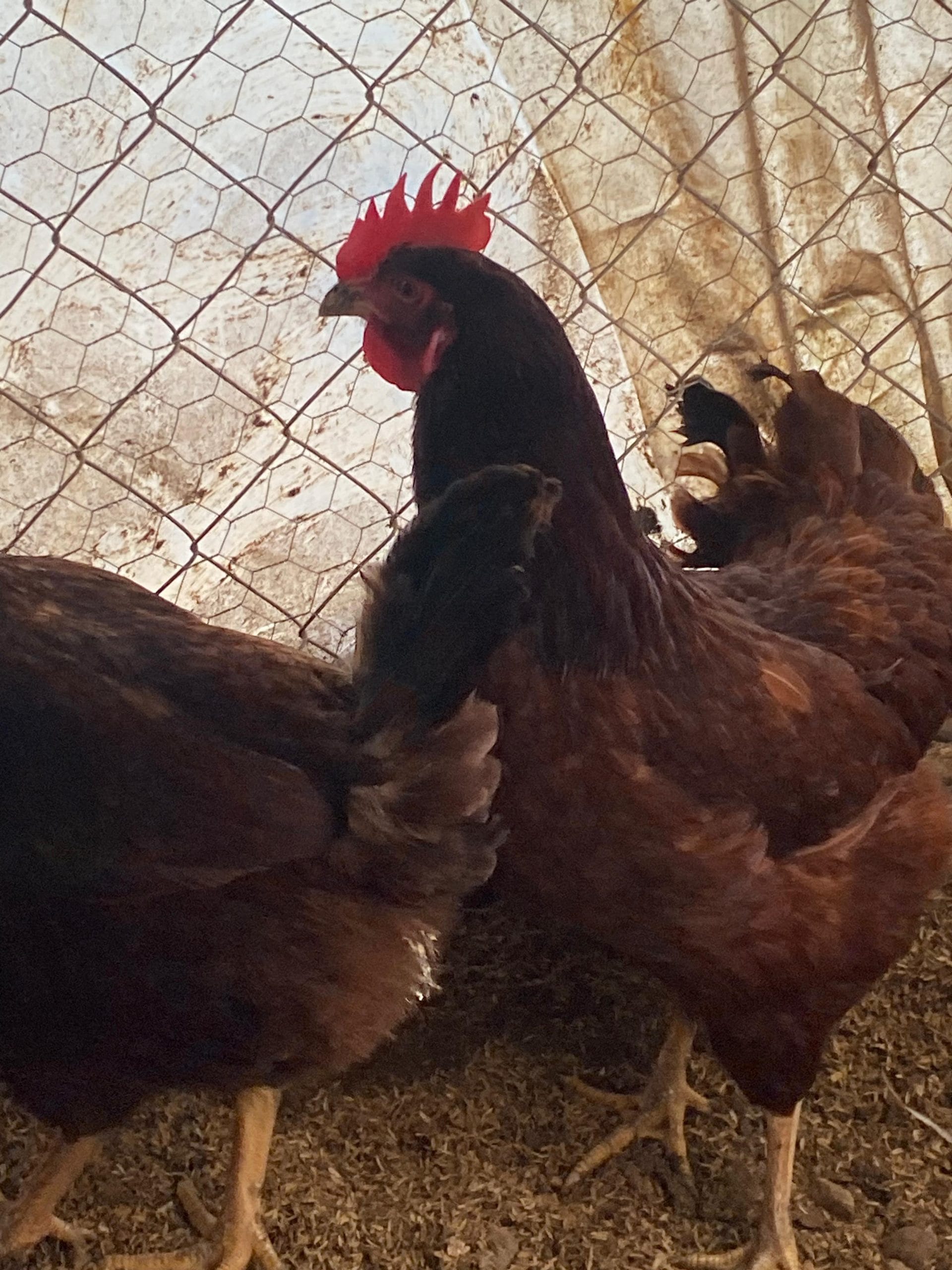 Rhode İsland Red Kuluçkalık Yumurta