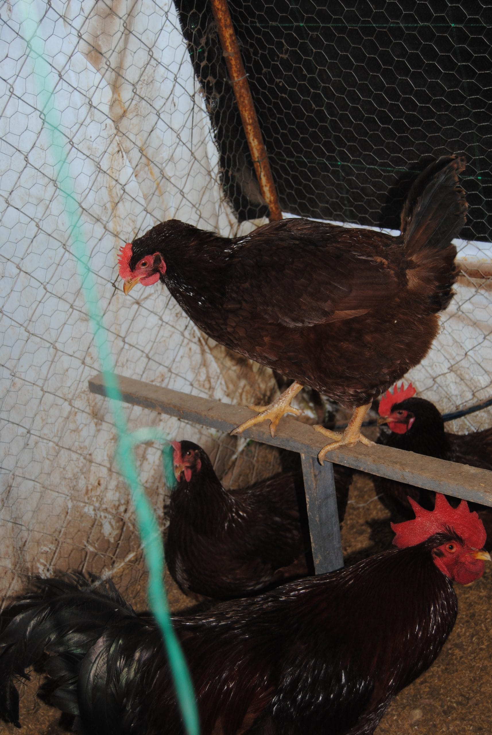 Rhode İsland Red Kuluçkalık Yumurta