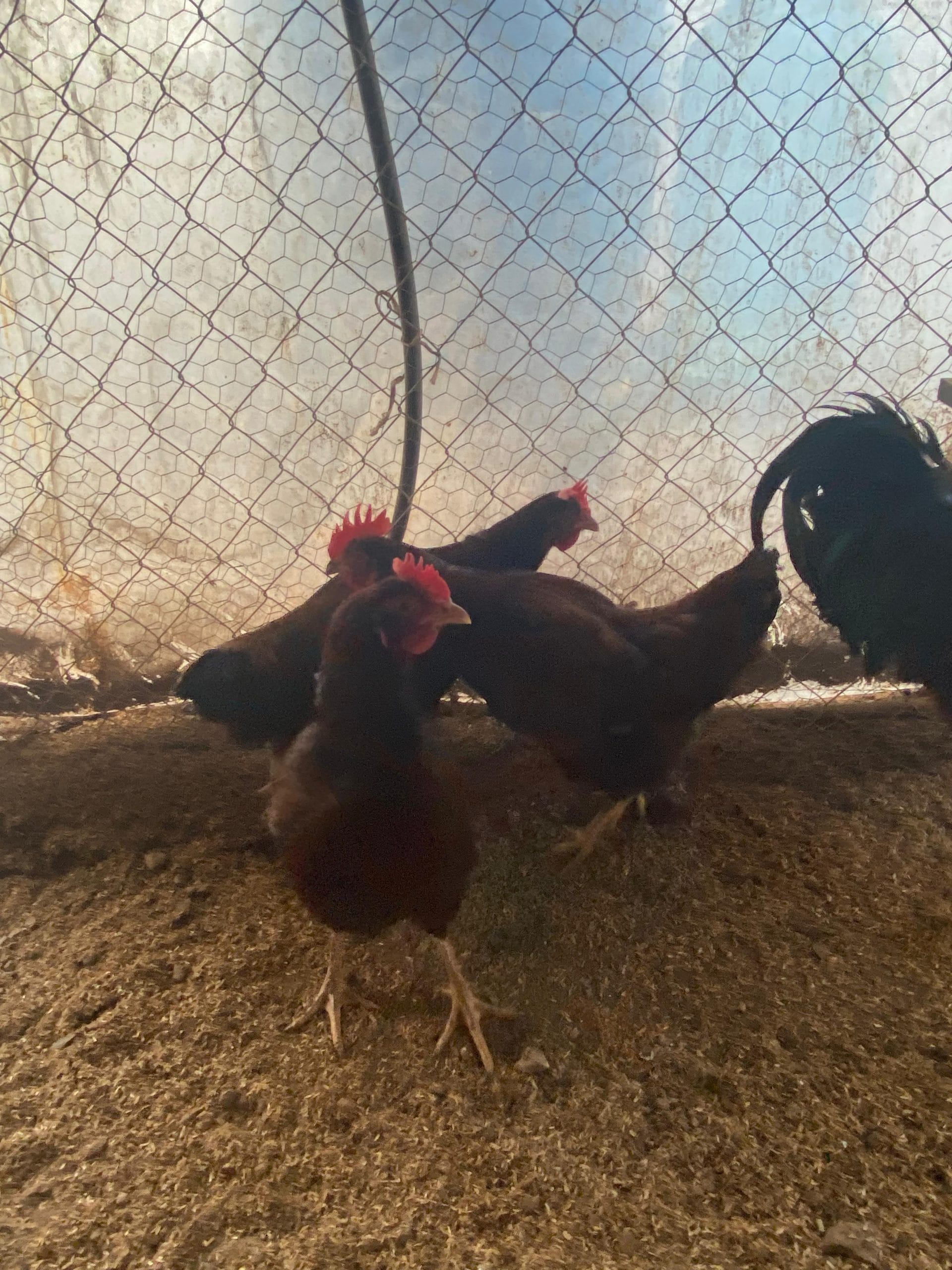 Rhode İsland Red Kuluçkalık Yumurta