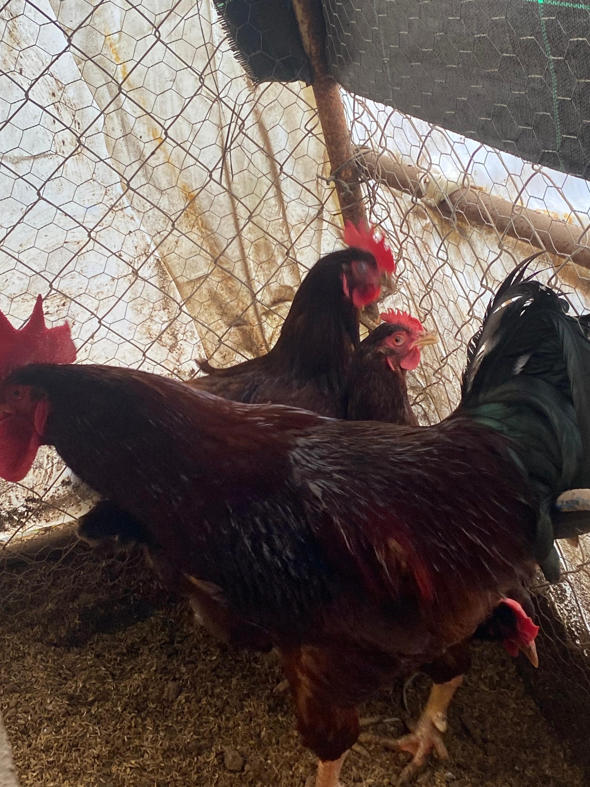 Rhode İsland Red Kuluçkalık Yumurta