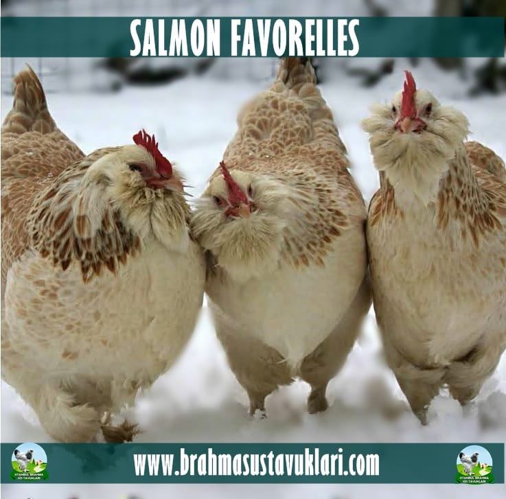 Salmon Favorelles Kuluçkalık Yumurta