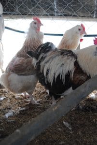 Salmon favorelles kuluçkalık yumurta