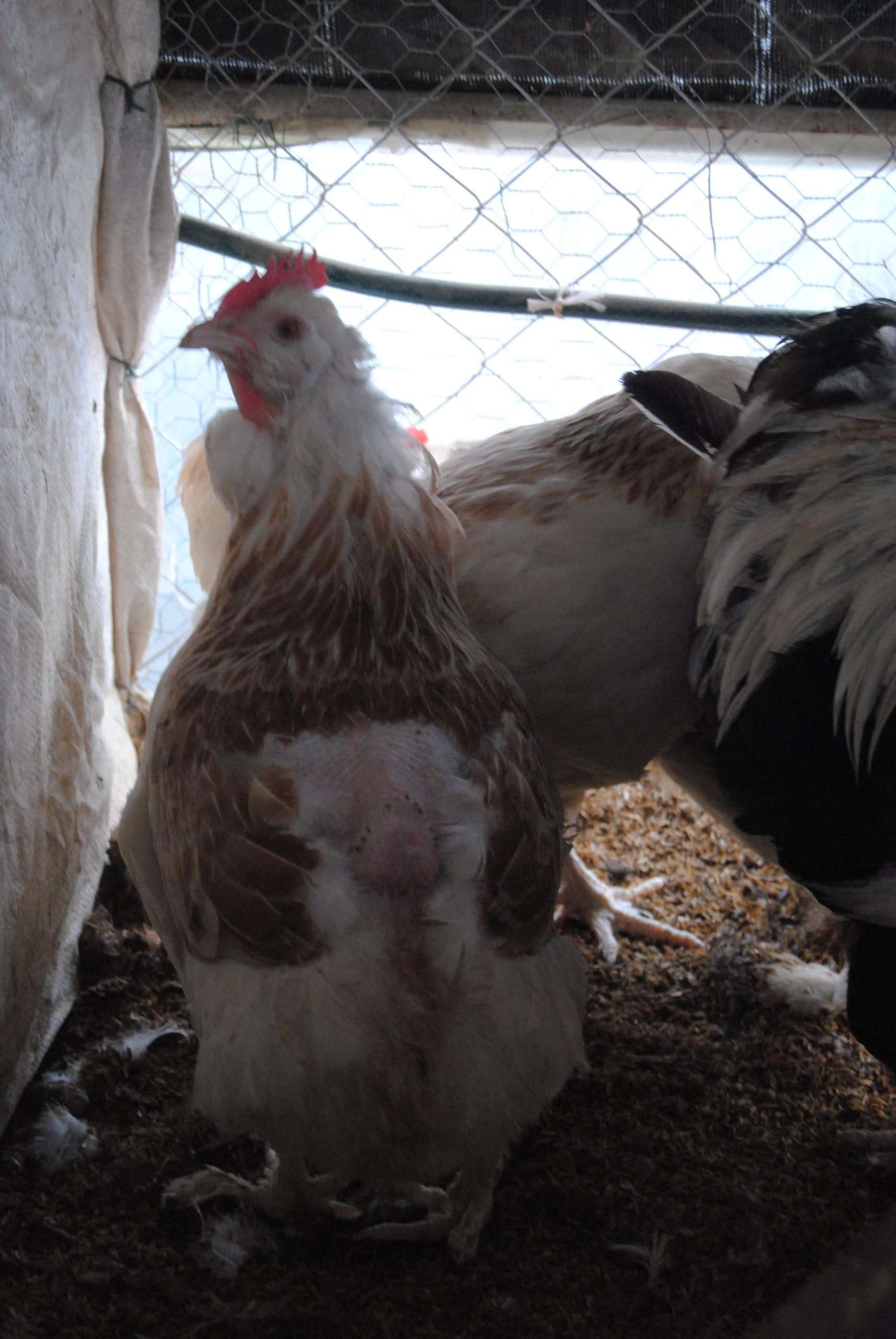 Salmon Favorelles Kuluçkalık Yumurta