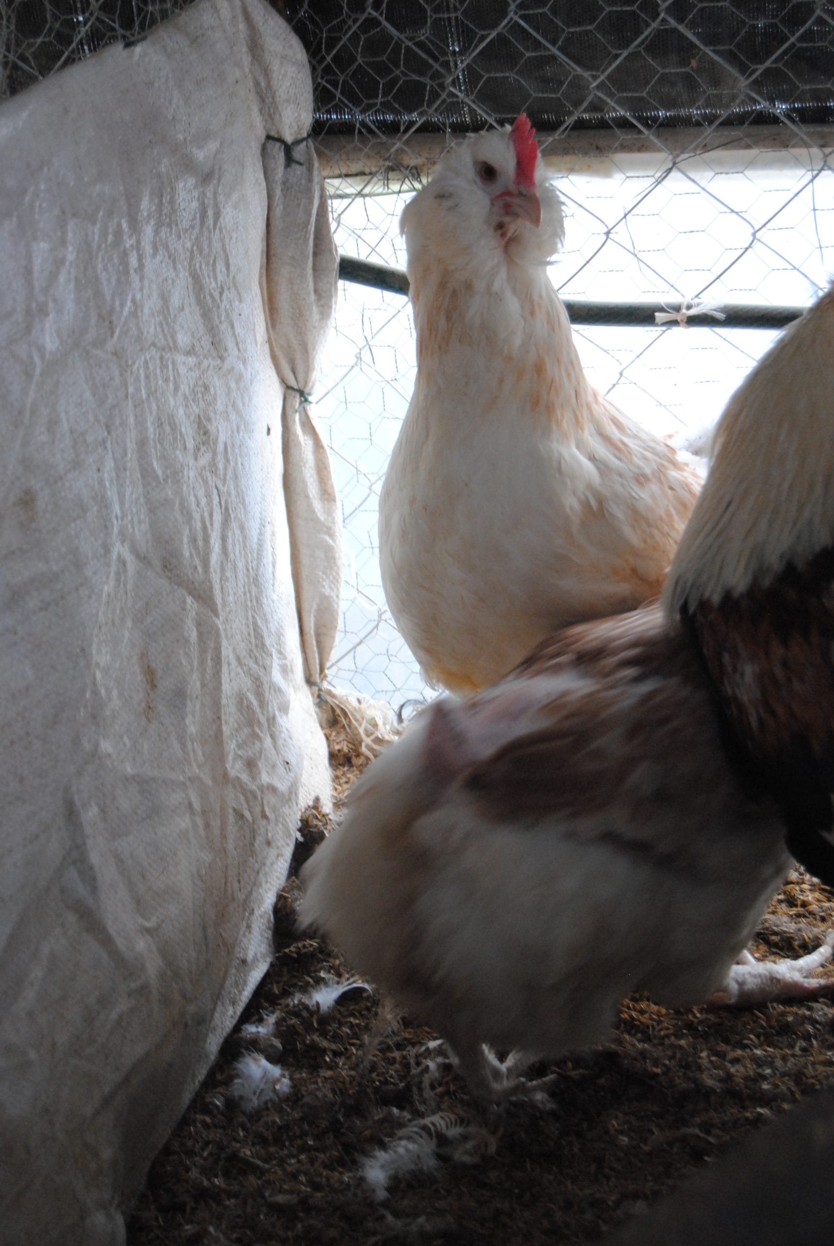 Salmon Favorelles Kuluçkalık Yumurta