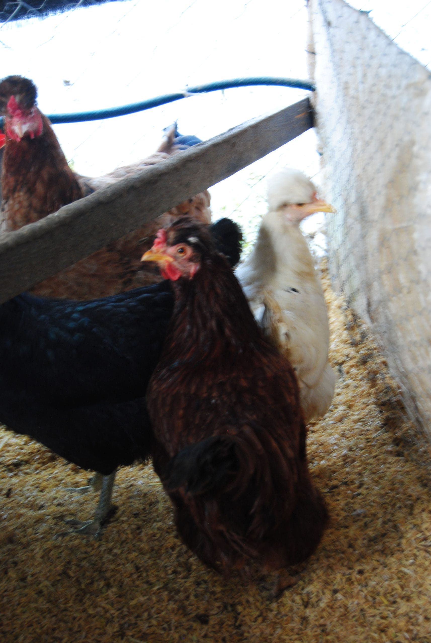 Trabzon Gugullusu Kuluçkalık Yumurta