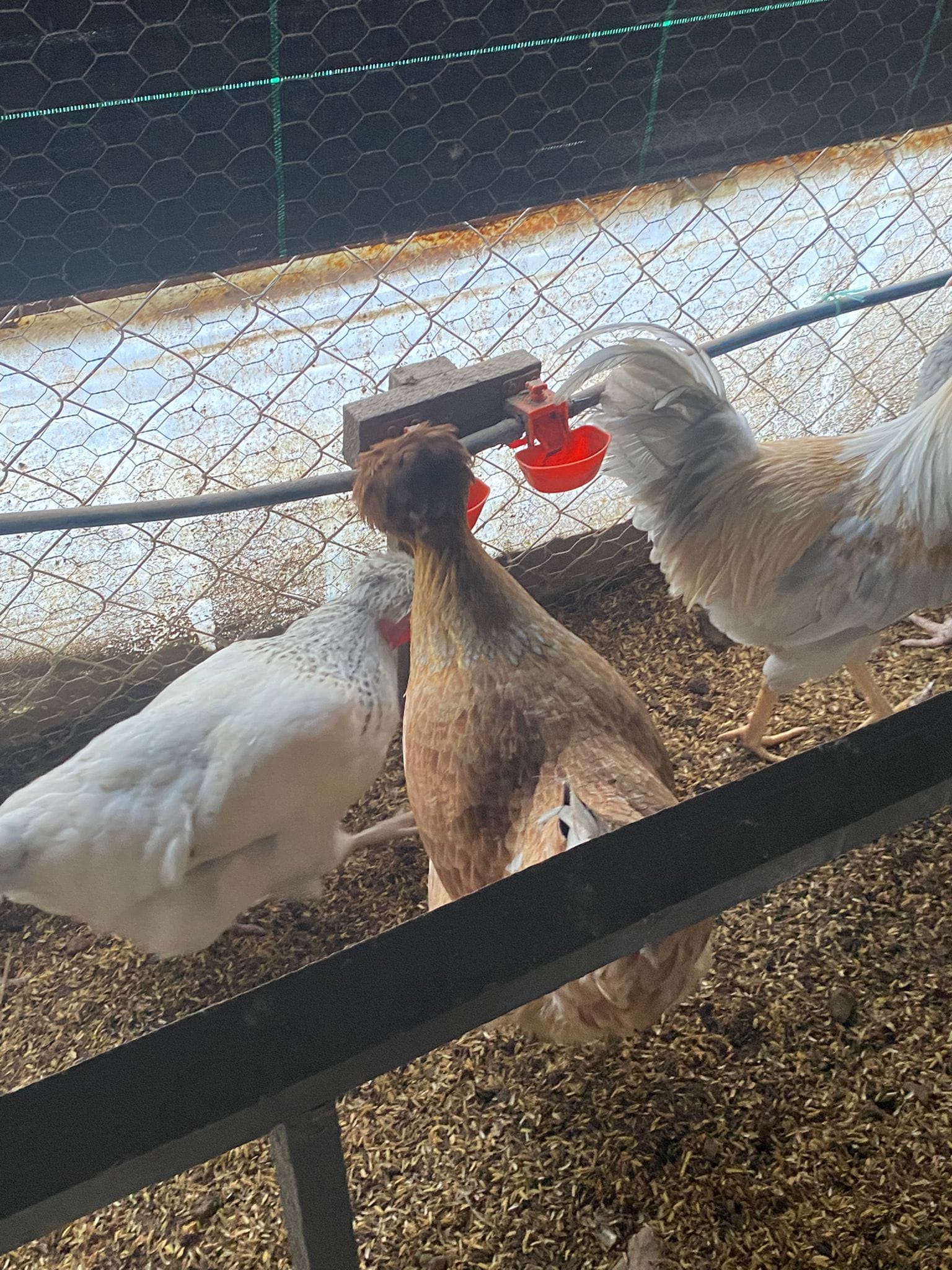 Trabzon Gugullusu Kuluçkalık Yumurta