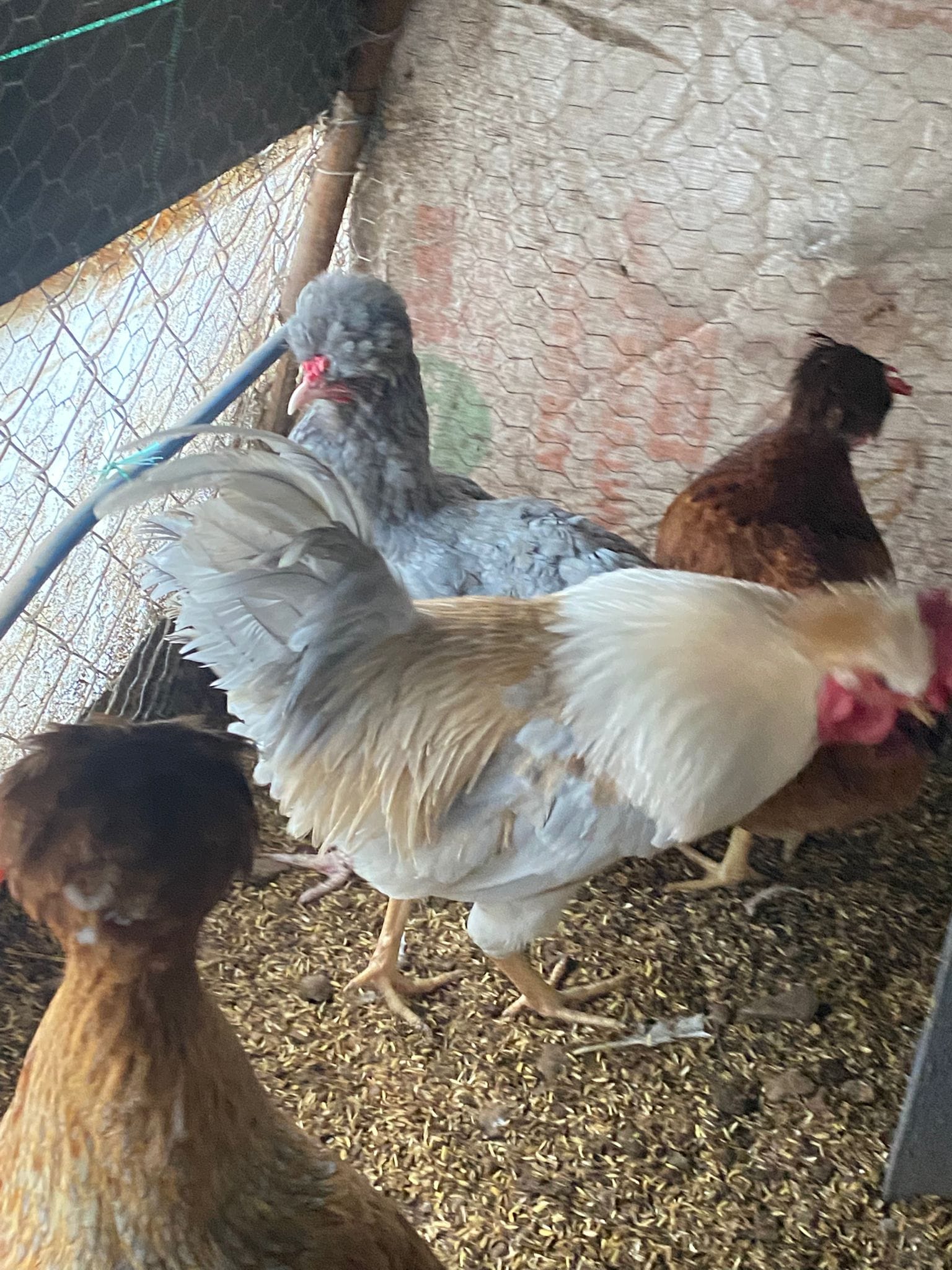 Trabzon Gugullusu Kuluçkalık Yumurta