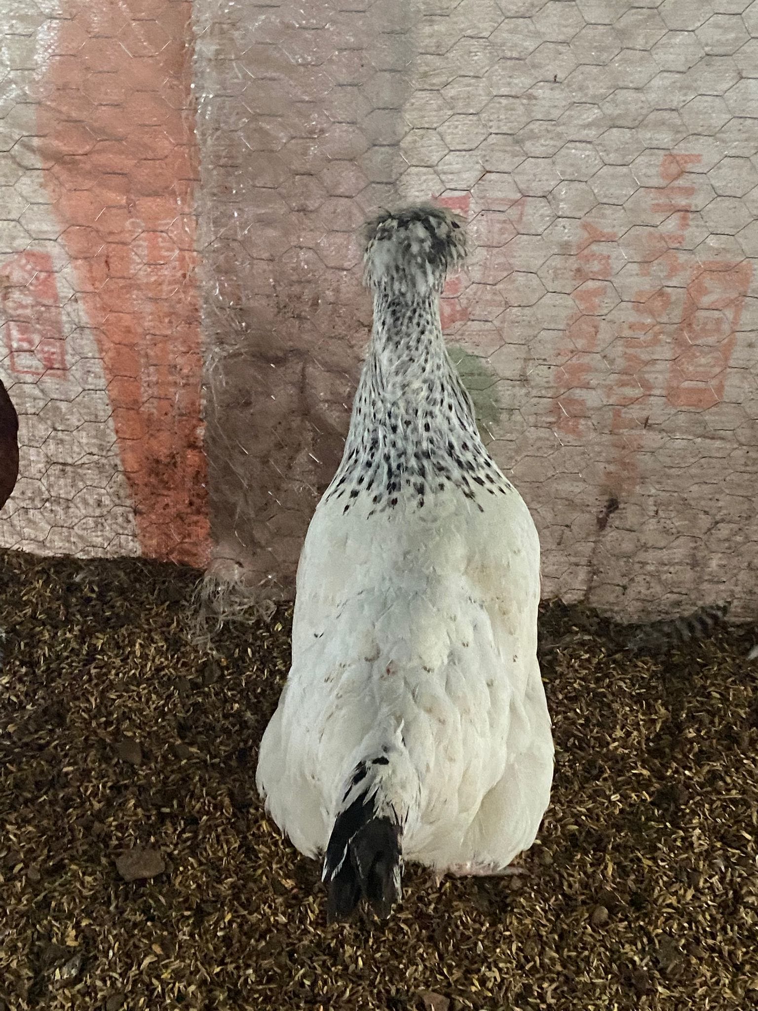 Trabzon Gugullusu Kuluçkalık Yumurta