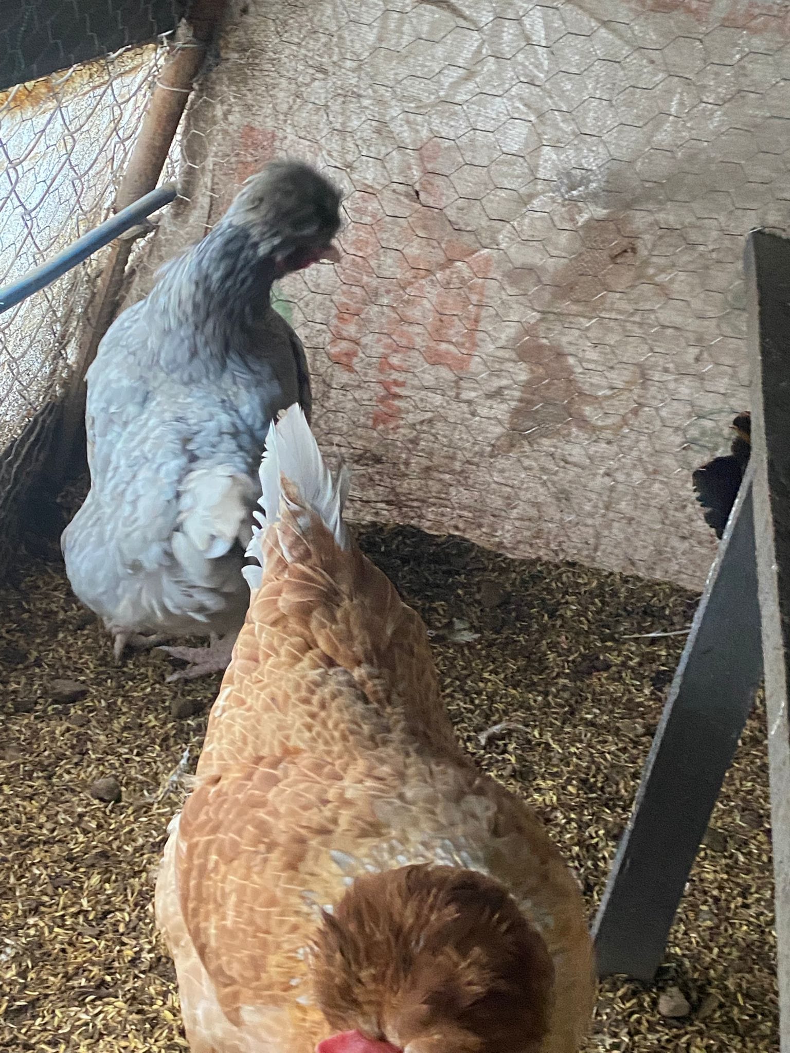 Trabzon Gugullusu Kuluçkalık Yumurta