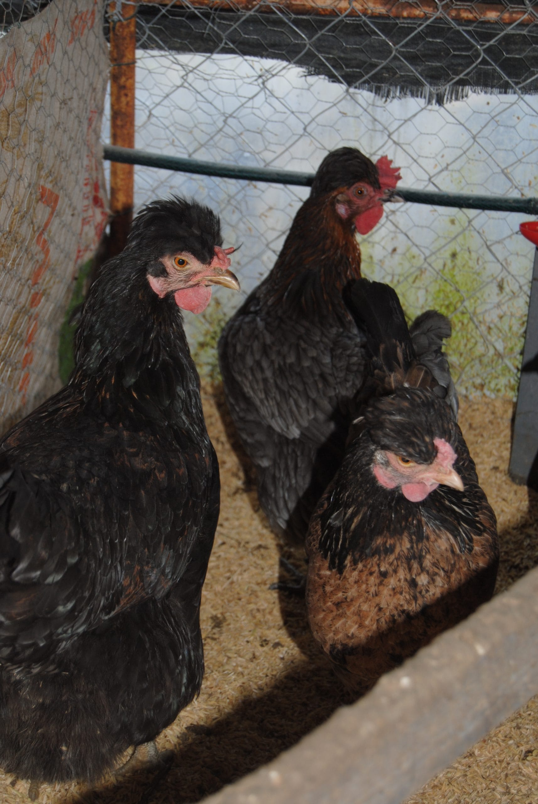 Trabzon Gugullusu Kuluçkalık Yumurta