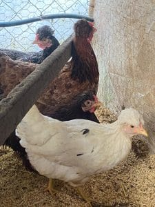 TRABZON GUGULLUSU ANAÇ 2025