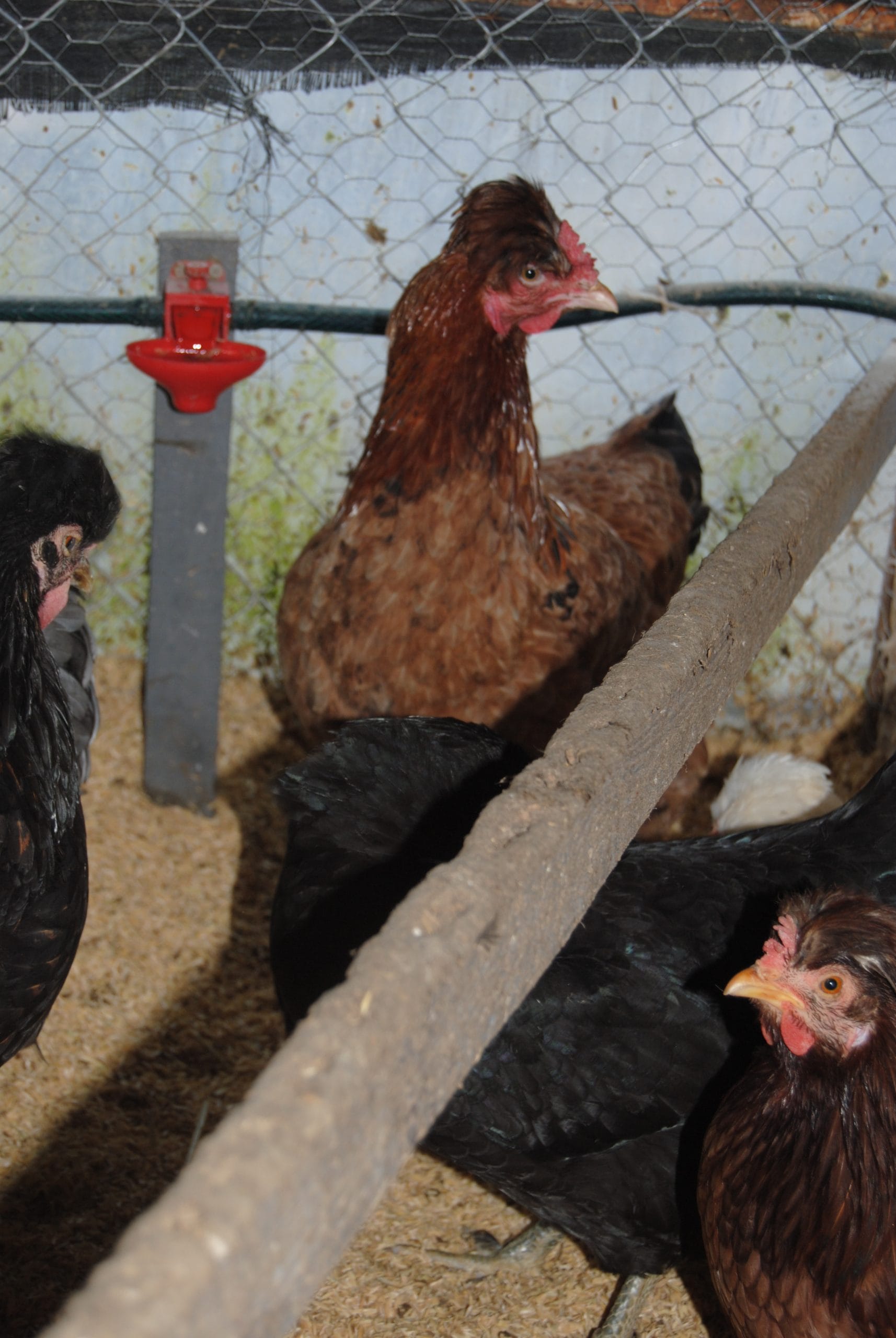 Trabzon Gugullusu Kuluçkalık Yumurta