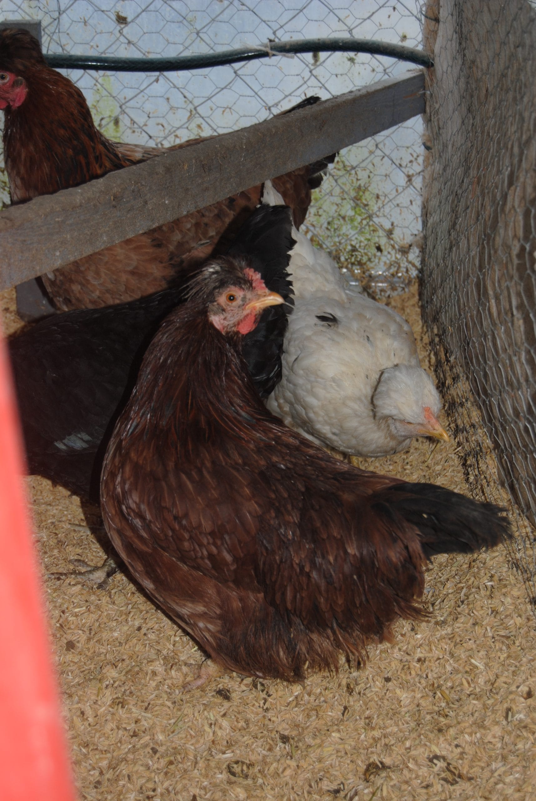 Trabzon Gugullusu Kuluçkalık Yumurta