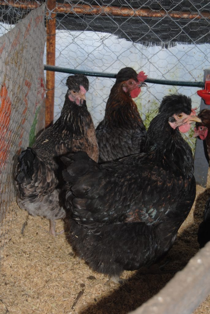 Trabzon Gugullusu Kuluçkalık Yumurta