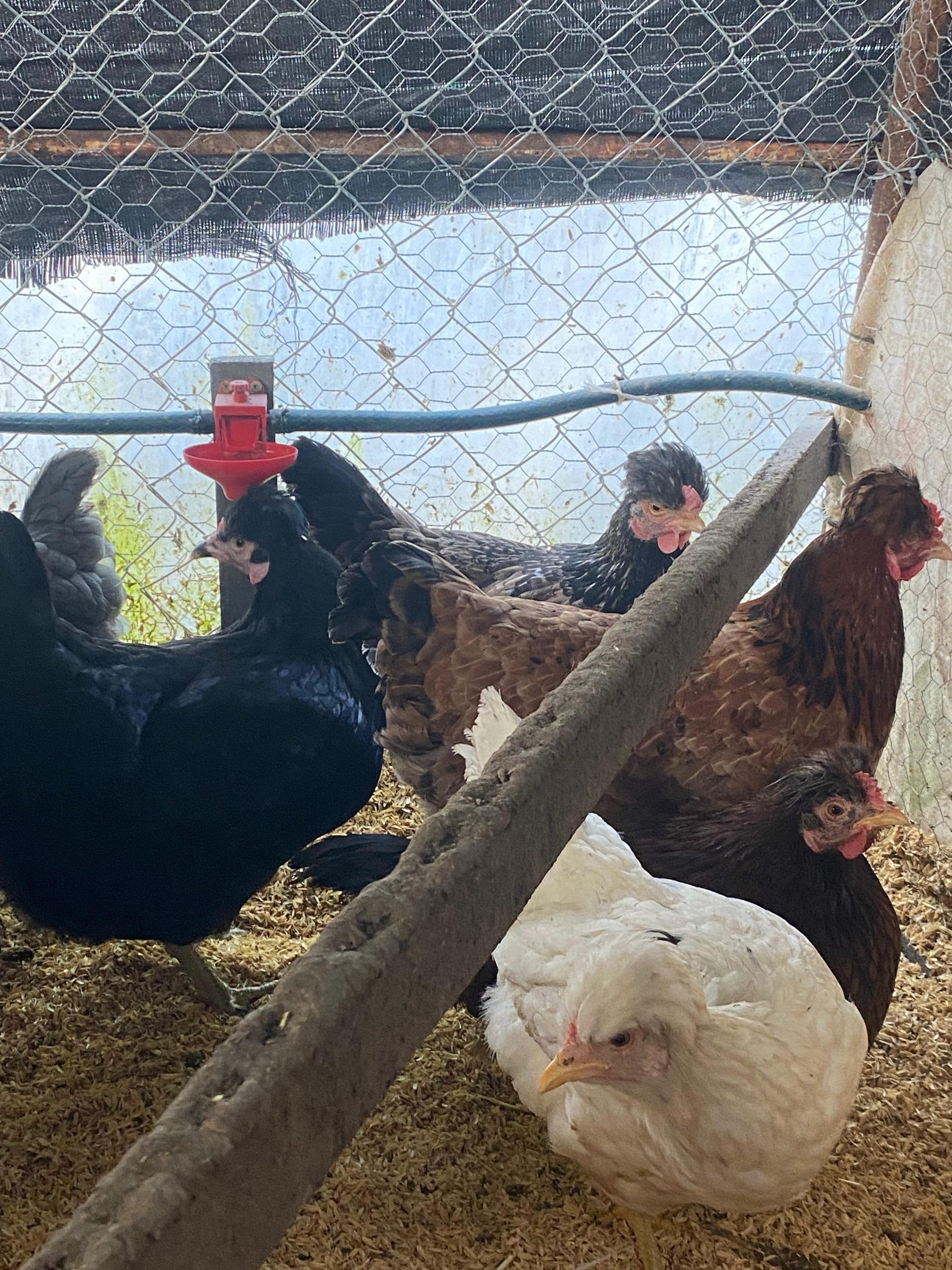 Trabzon Gugullusu Kuluçkalık Yumurta