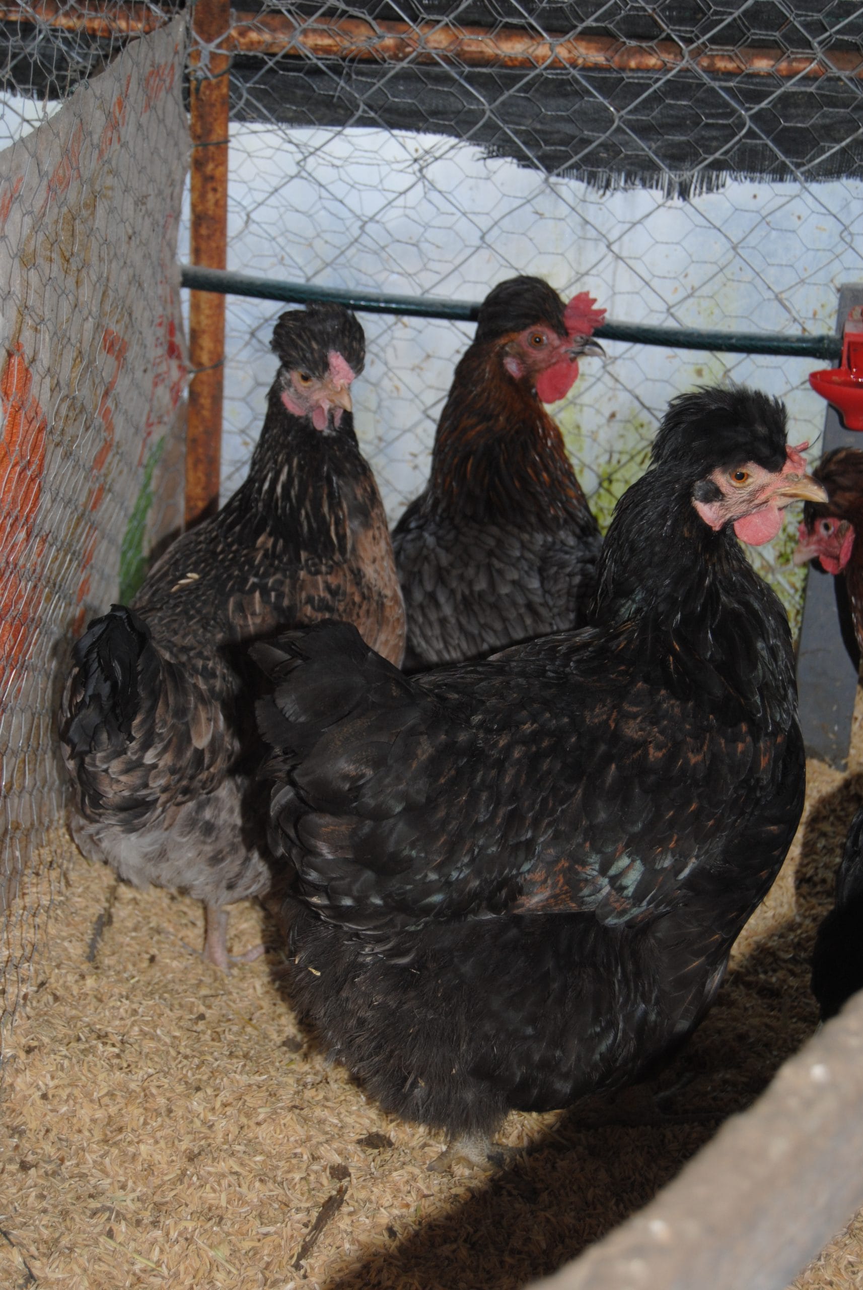 Trabzon Gugullusu Kuluçkalık Yumurta