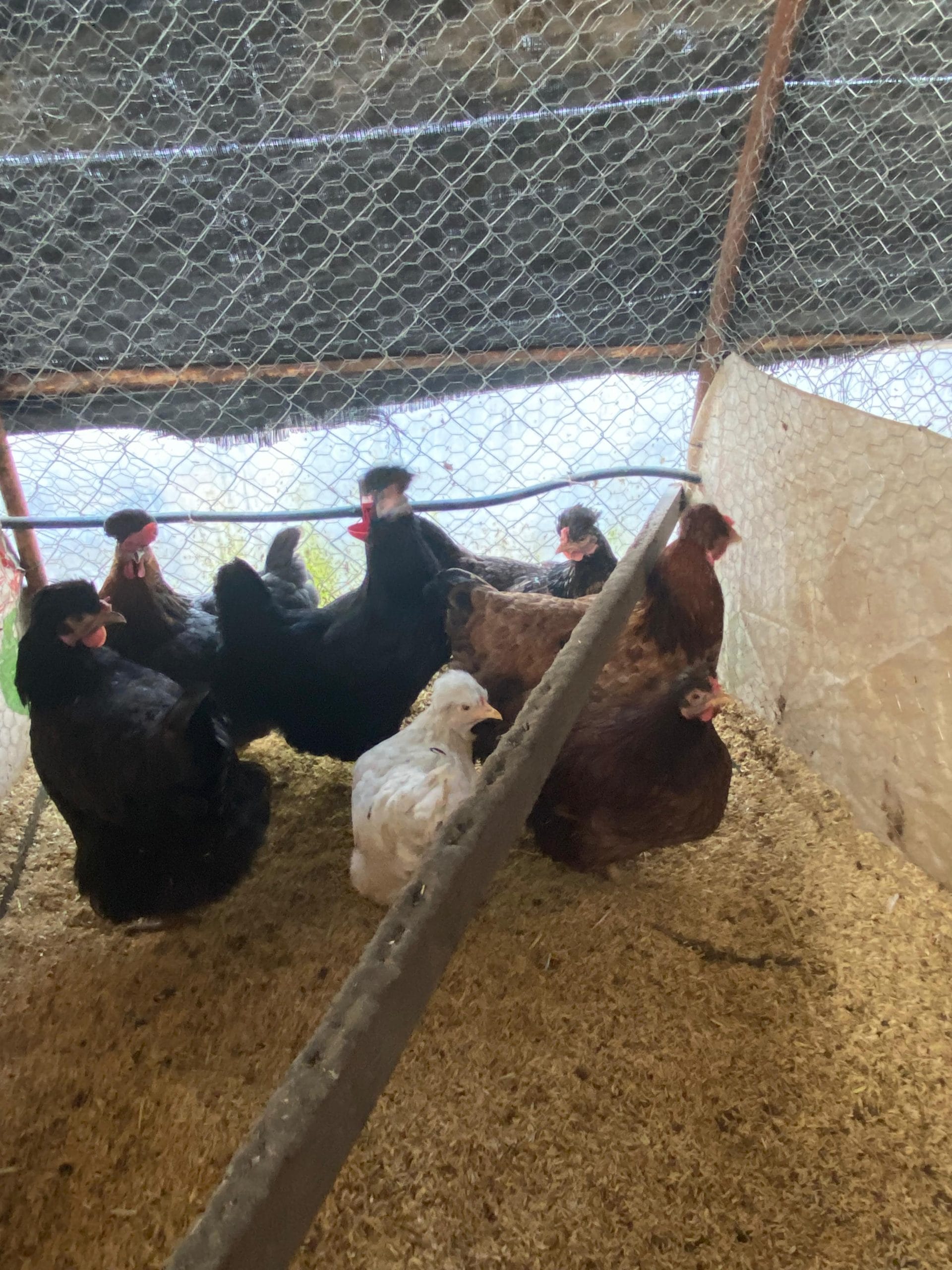 Trabzon Gugullusu Kuluçkalık Yumurta