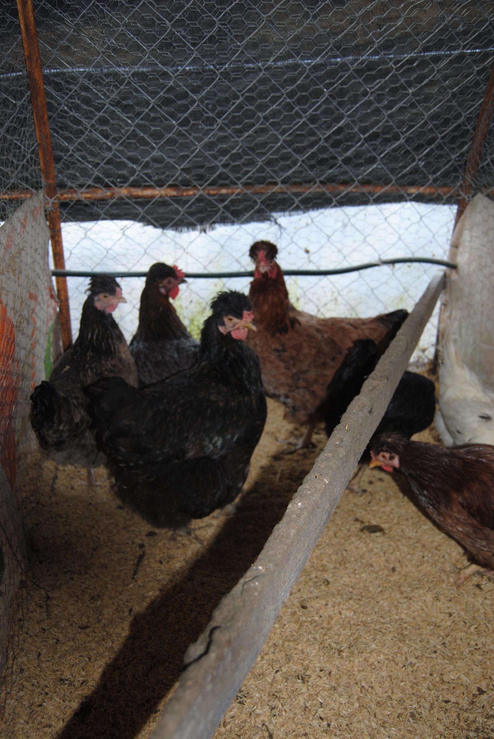 Trabzon Gugullusu Kuluçkalık Yumurta