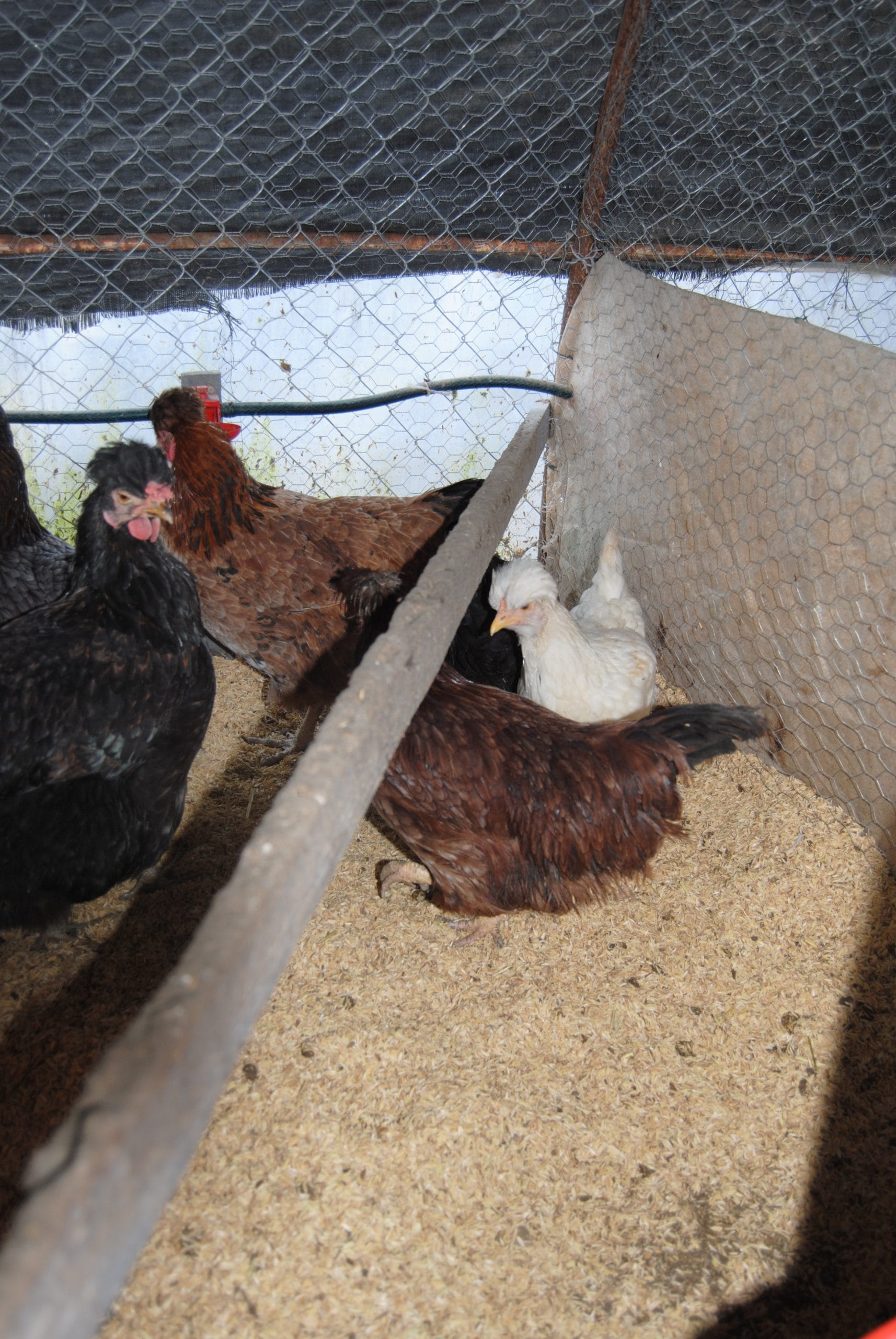 Trabzon Gugullusu Kuluçkalık Yumurta