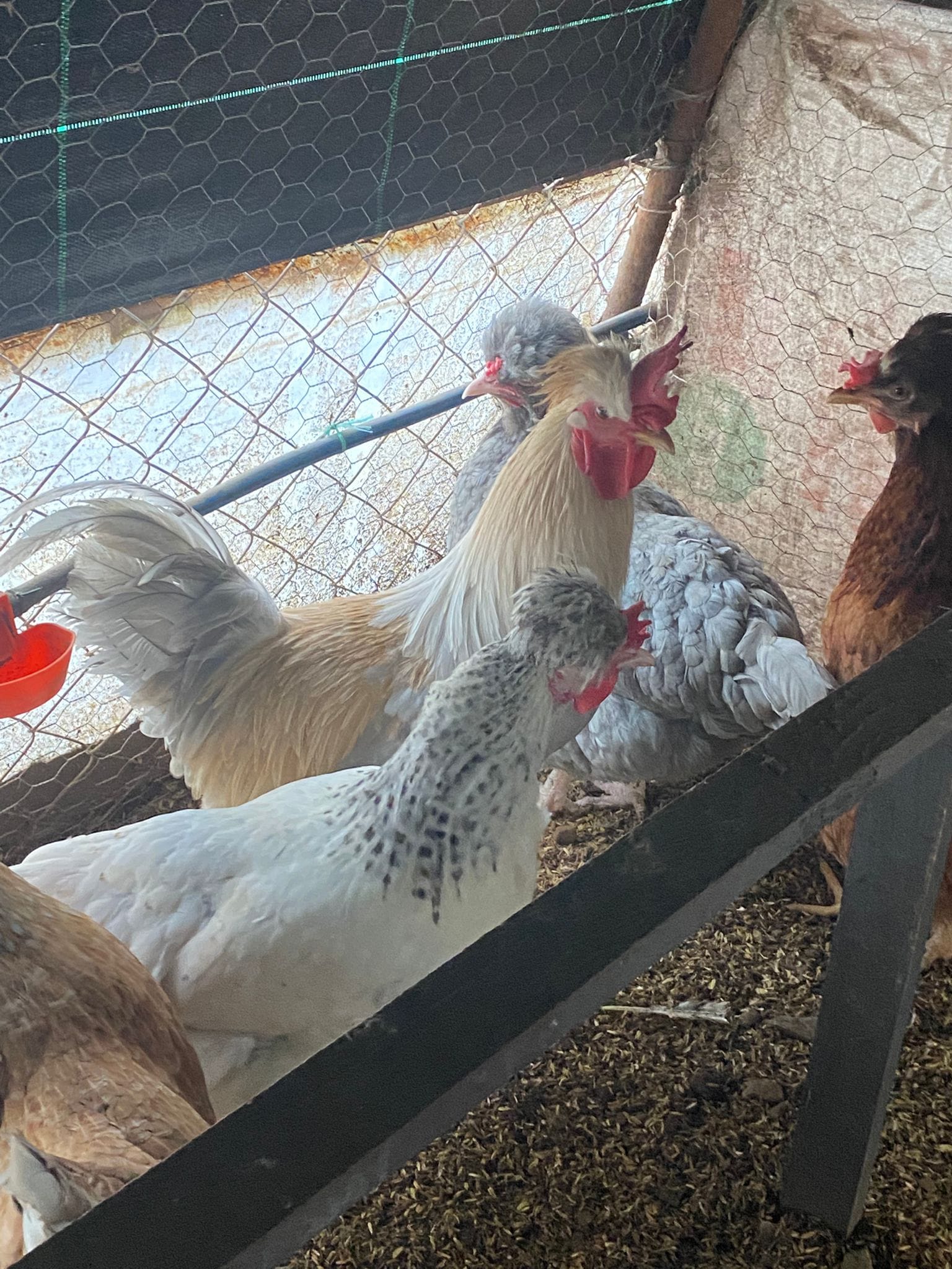 Trabzon Gugullusu Kuluçkalık Yumurta