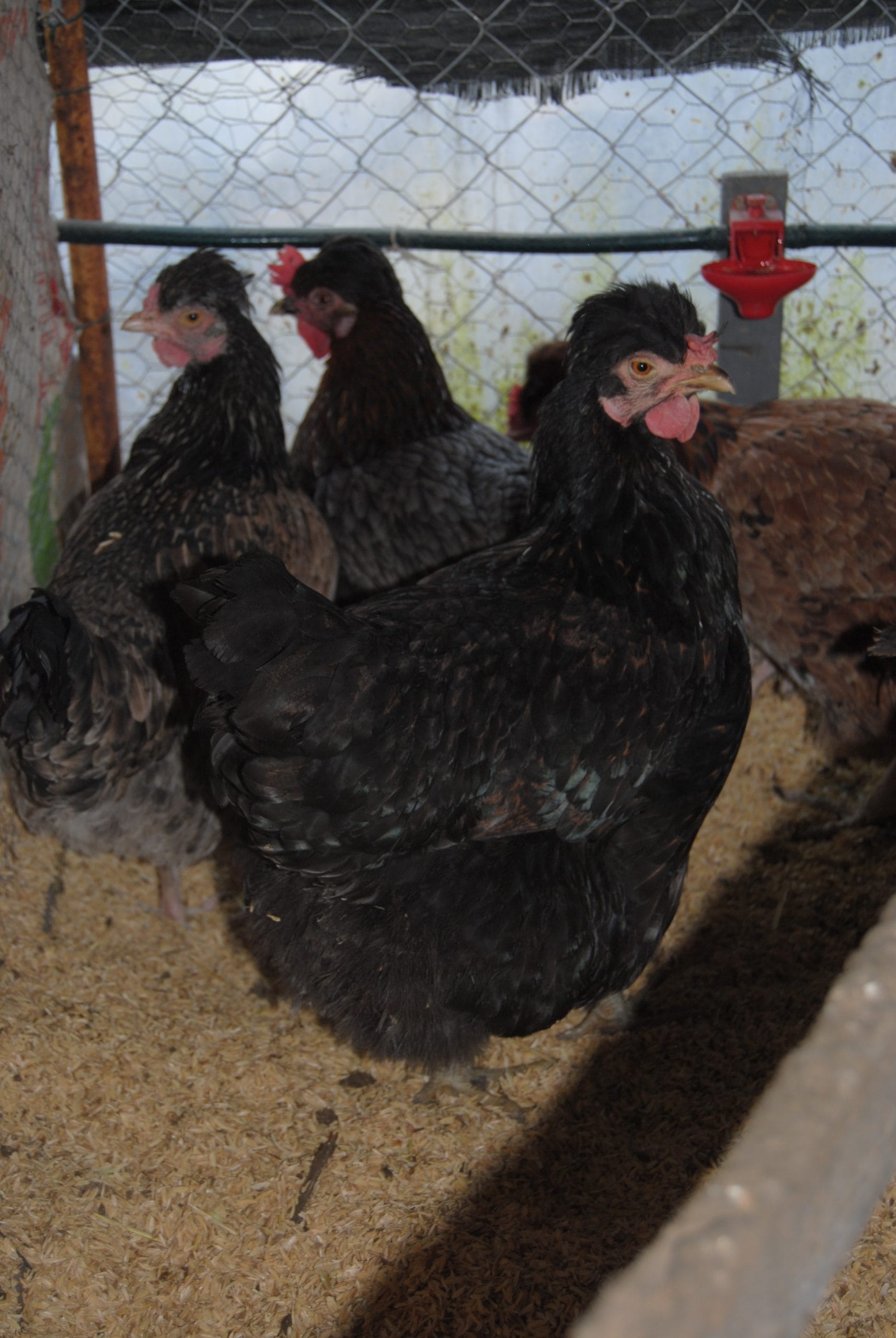 Trabzon Gugullusu Kuluçkalık Yumurta