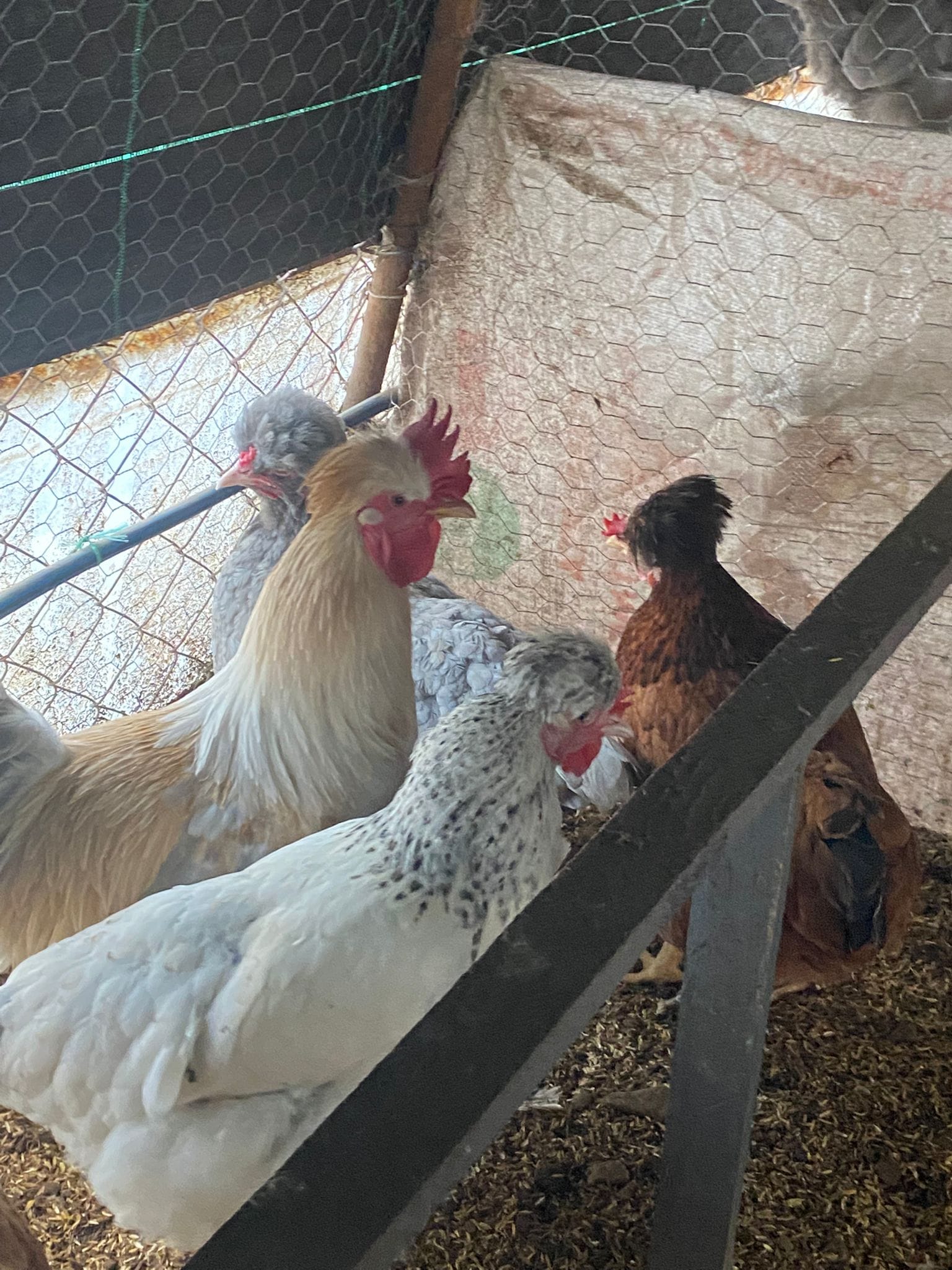 Trabzon Gugullusu Kuluçkalık Yumurta