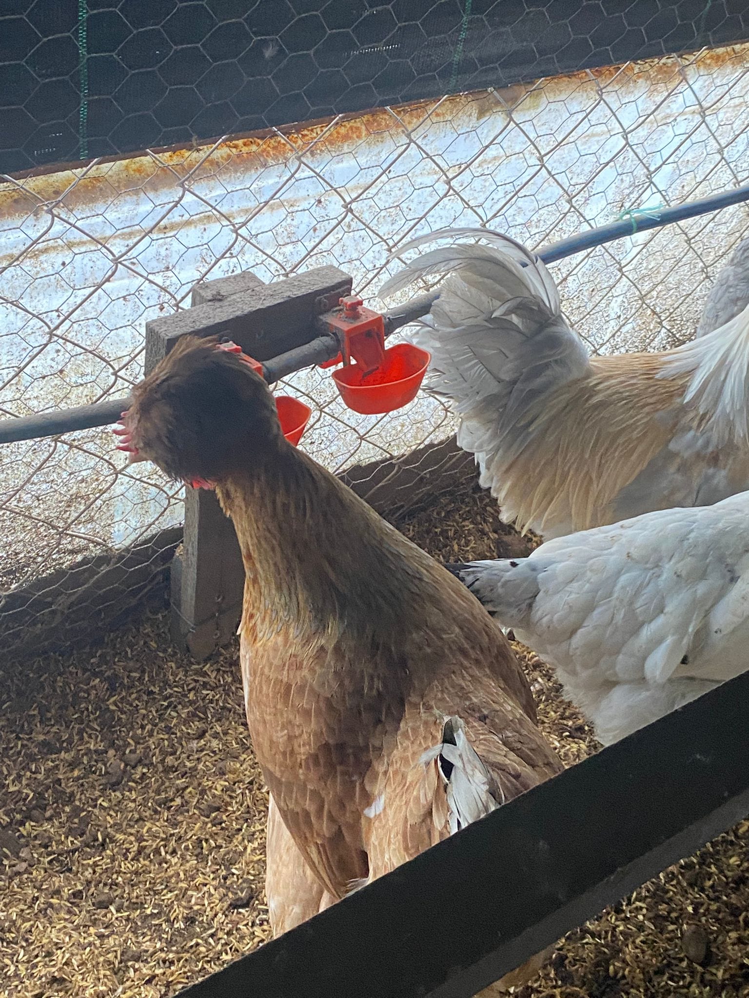 Trabzon Gugullusu Kuluçkalık Yumurta