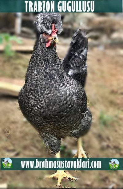 Trabzon Gugullusu Kuluçkalık Yumurta