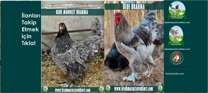 Kuluçkalık Yumurta Ve Süs Tavukları