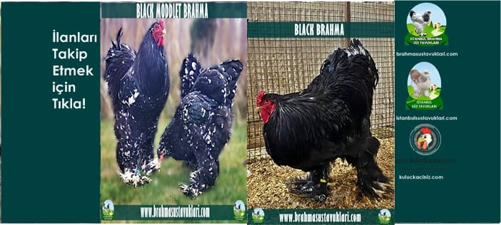 Kuluçkalık Yumurta Ve Süs Tavukları