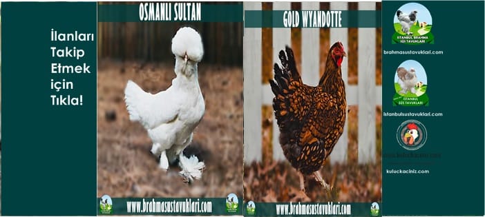 Kuluçkalık Yumurta Ve Süs Tavukları