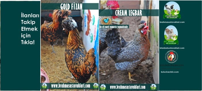 Kuluçkalık Yumurta Ve Süs Tavukları