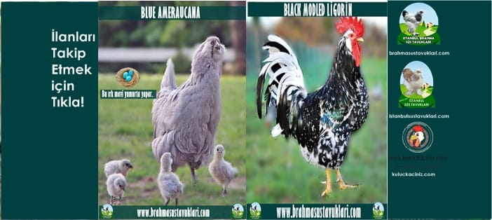 Kuluçkalık Yumurta Ve Süs Tavukları