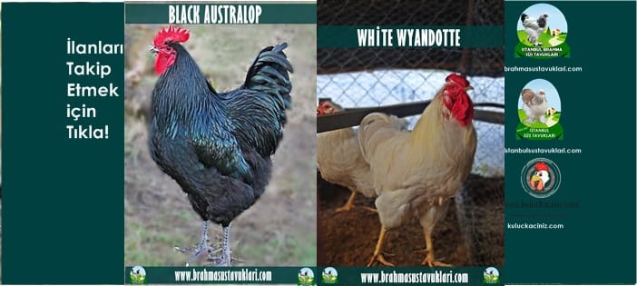 Kuluçkalık Yumurta Ve Süs Tavukları