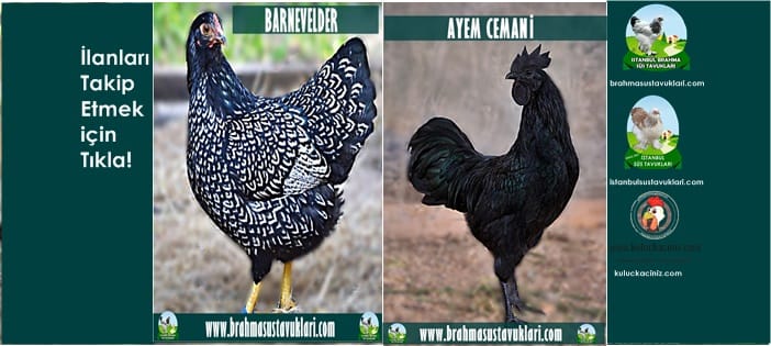 Kuluçkalık Yumurta Ve Süs Tavukları