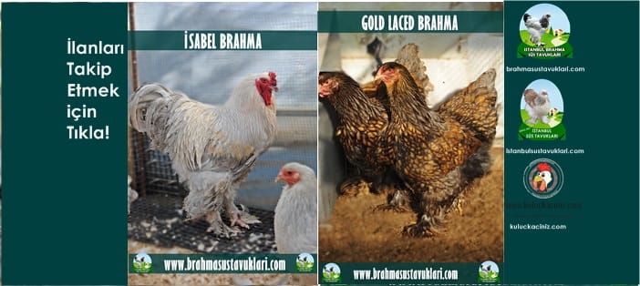 Kuluçkalık Yumurta Ve Süs Tavukları