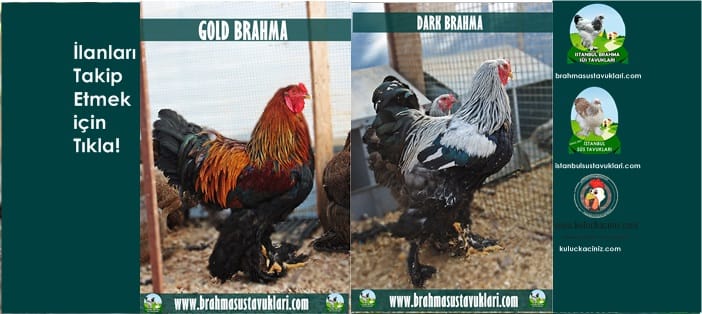 Kuluçkalık Yumurta Ve Süs Tavukları