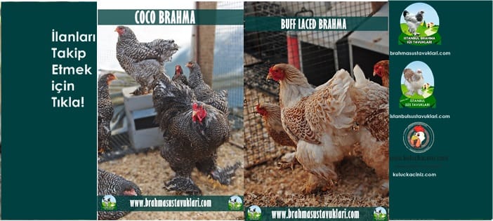 Kuluçkalık Yumurta Ve Süs Tavukları