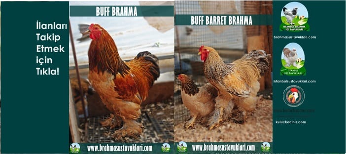 Kuluçkalık Yumurta Ve Süs Tavukları