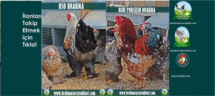 Kuluçkalık Yumurta Ve Süs Tavukları