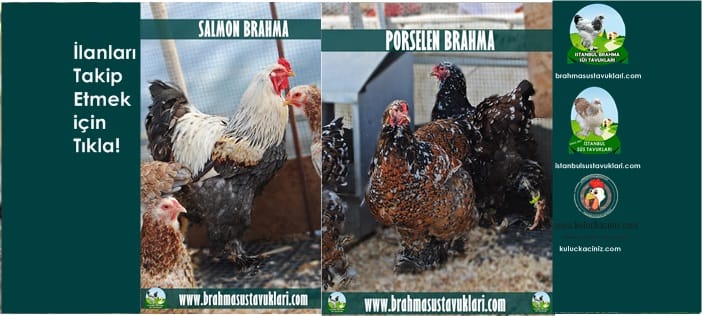 Kuluçkalık Yumurta Ve Süs Tavukları