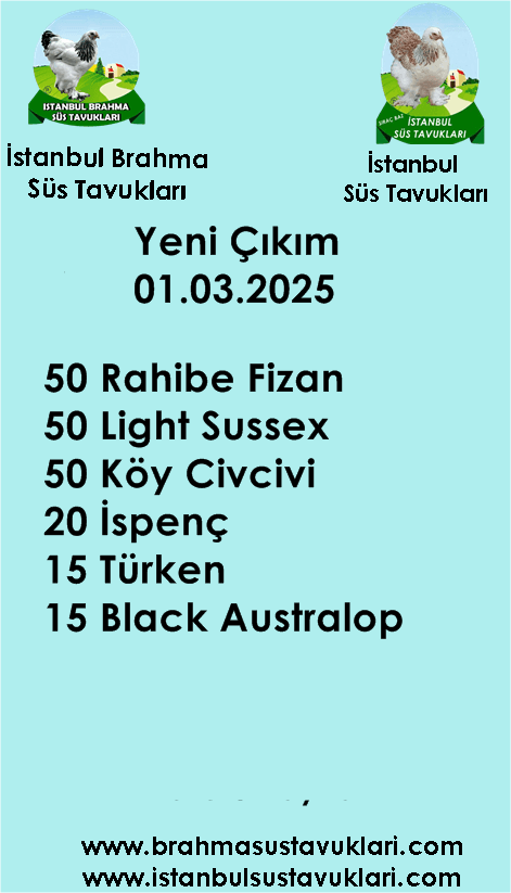 Kuluckaciniz.com Kuluçkalık Yumurta Ve Civciv İstanbul