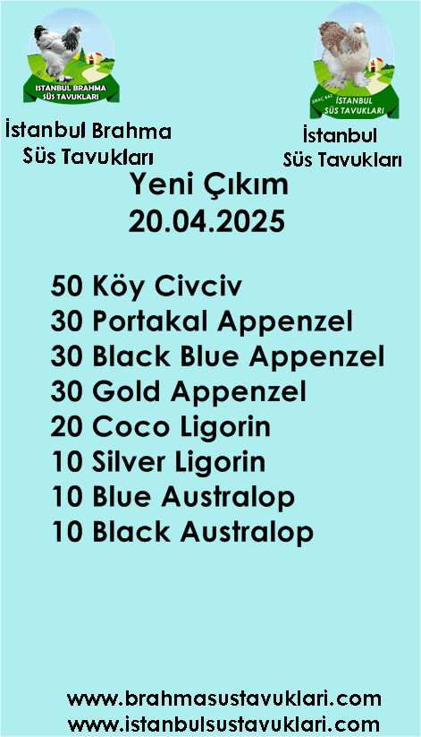 Kuluckaciniz.com Kuluçkalık Yumurta Ve Civciv İstanbul